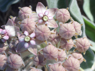 Asclepias eriocarpa (Woollypod milkweed)