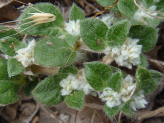 Gossypianthus lanuginosus var. lanuginosus (Woolly cottonflower)