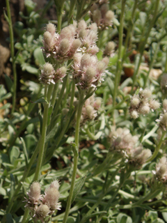 Antennaria dioica (Stoloniferous pussytoes)
