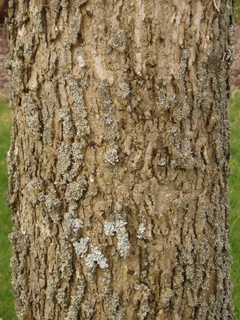 Fraxinus nigra (Black ash)