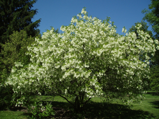 Chionanthus virginicus (White fringetree)