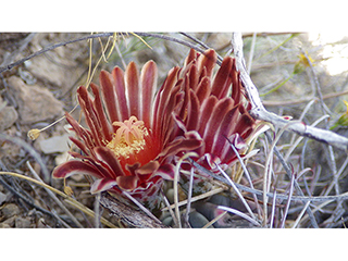 Glandulicactus uncinatus var. wrightii (Chihuahuan fishhook cactus)