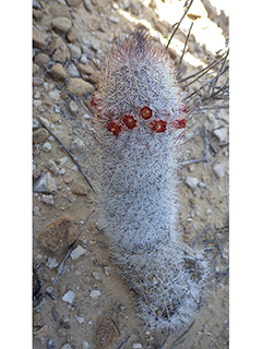 Mammillaria pottsii (Rat-tail nipple cactus)