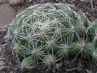 Mammillaria sphaerica (Longmamma nipple cactus)