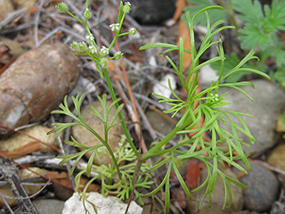 Spermolepis echinata (Bristly scaleseed )
