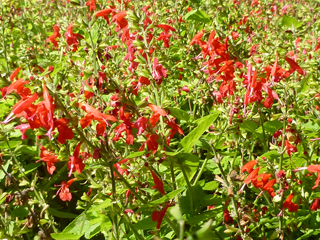 Salvia coccinea (Scarlet sage)