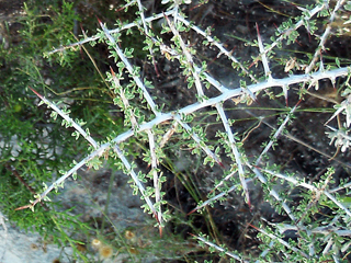 Condalia spathulata (Knifeleaf condalia)