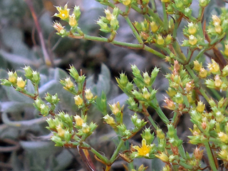 Paronychia jamesii (James' nailwort)