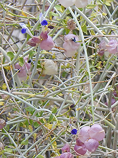 Salazaria mexicana (Mexican bladdersage)