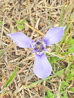 Herbertia lahue ssp. caerulea (Prairie nymph)