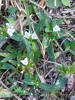 Richardia tricocca (Prairie mexican clover)