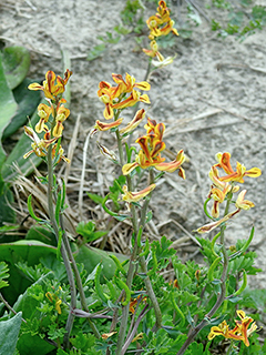 Corydalis micrantha ssp. texensis (Texan fumewort)