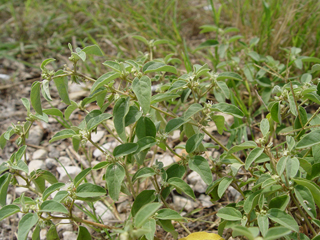 Croton monanthogynus (Prairie tea)