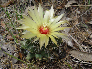 Coryphantha sulcata (Pineapple cactus)