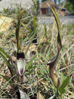 Aristolochia erecta (Swanflower)