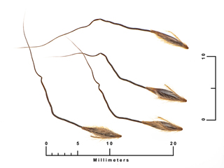 Sorghastrum elliottii (Slender indiangrass)
