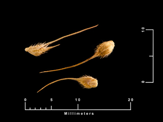 Echinochloa muricata var. muricata (Rough barnyardgrass)
