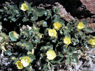 Eucnide urens (Desert stingbush)