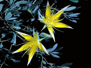 Mentzelia laevicaulis var. parviflora (Smoothstem blazingstar)