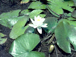 Nymphaea odorata ssp. tuberosa (American white waterlily)