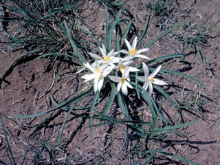 Leucocrinum montanum (Common starlily)