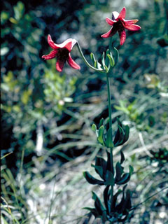 Lilium bolanderi (Bolander's lily)