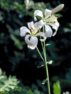 Lilium kelloggii (Kellogg's lily)