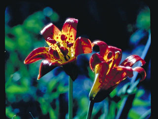 Lilium parvum (Sierra tiger lily)