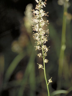 Hastingsia alba (White rushlily)