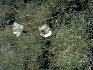 Calochortus howellii (Howell's mariposa lily)
