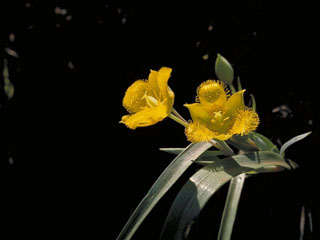 Calochortus monophyllus (Yellow star-tulip)