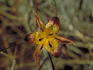Calochortus obispoensis (San luis mariposa lily)
