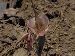 Calochortus persistens (Siskiyou mariposa lily)
