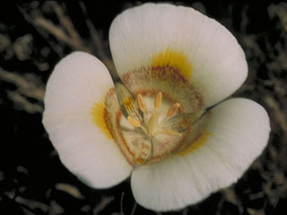 Calochortus vestae (Coast range mariposa lily)