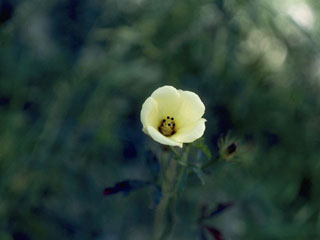 Hibiscus biseptus (Arizona rosemallow)
