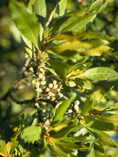 Morella pensylvanica (Northern bayberry)