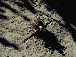 Orobanche californica ssp. grayana (Gray's broomrape)