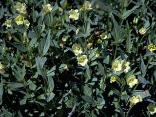Epilobium luteum (Yellow willowherb)