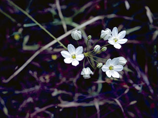 Triteleia hyacinthina (White brodiaea)