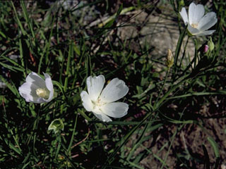 Callirhoe alcaeoides (Light poppymallow)