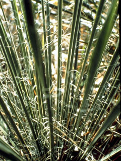 Yucca louisianensis (Gulf coast yucca)