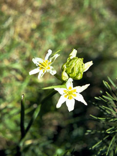 Zigadenus micranthus (Smallflower deathcamas)