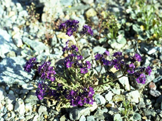 Phacelia vallis-mortae (Death valley phacelia)