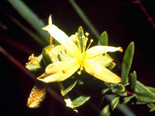 Hypericum hypericoides ssp. hypericoides (St. andrew's-cross)