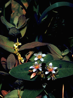 Triadenum virginicum (Virginia marsh st. johnswort)