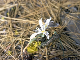 Iris bracteata (Siskiyou iris)