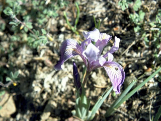 Iris chrysophylla (Yellowleaf iris)