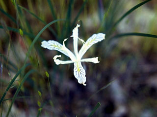 Iris innominata (Del norte county iris)