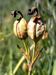 Iris setosa var. setosa (Beachhead iris)