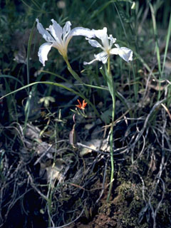 Iris tenuissima (Longtube iris)